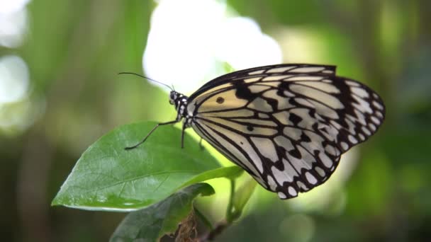 4K大人のマラバルの木ニンフの葉の上に休んで それは森の熱帯の浄化にあります マラバルのツリーニンフやアイデアのマラバリカは大きな蝶です — ストック動画