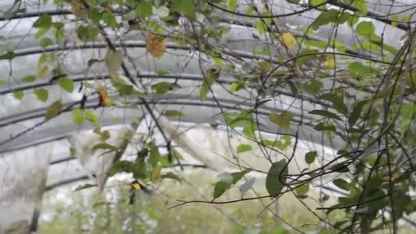台湾高山上的雌性金雀花蝴蝶 是一种大型蝴蝶 有黄色翅膀 属于燕尾蝶科 — 图库视频影像