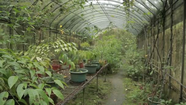 Ein Schmetterlingshaus Oder Wintergarten Den Bergen Nach Taiwan Bieten Auch — Stockvideo