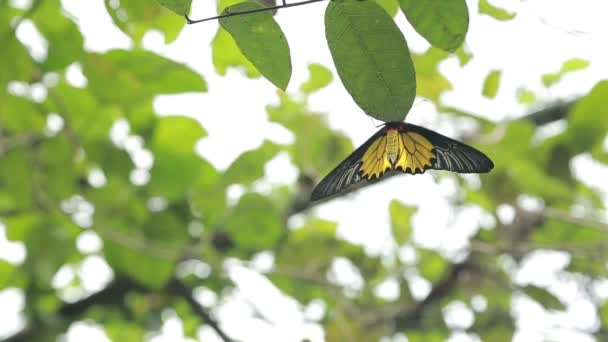 Hembra Golden Birdwing Fauna Montaña Taiwán Troides Aeacus Una Gran — Vídeos de Stock