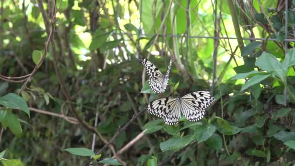 缓慢运动的成年马拉瓦尔树仙女在树叶上休息 它在热带森林中被发现 马拉巴树仙女 Malabar Tree Nymph或Idea Malabarica 是一种大型蝴蝶 — 图库视频影像