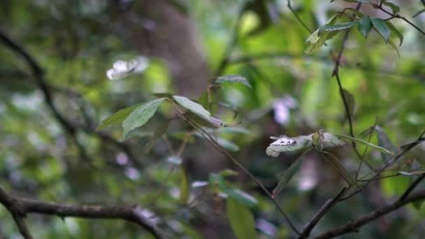 台湾の野生の森の植物の緑の葉の中で羽を羽ばたき小さな白い蝶のスローモーションダン — ストック動画