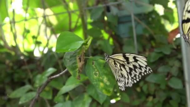 Повільне Дерево Malabar Nimph Відпочиває Листі Воно Знаходиться Лісовій Тропічній — стокове відео