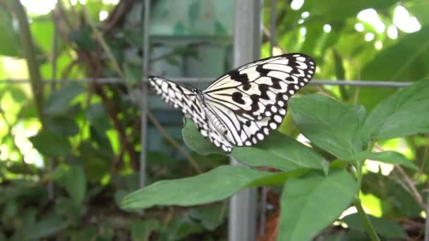 Slow Motion Volwassen Malabar Boom Nimf Rustend Een Blad Het — Stockvideo