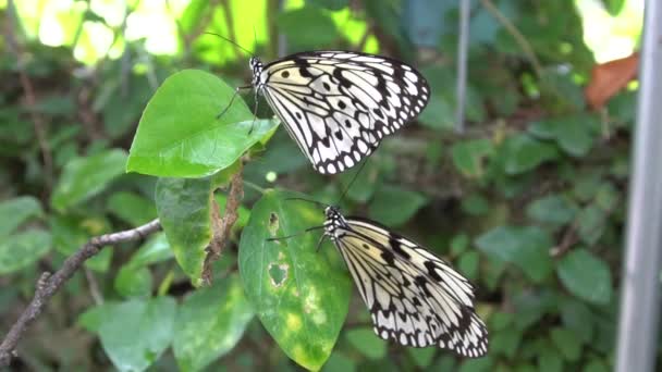 Die Auf Einem Blatt Ruhende Ausgewachsene Malabarbaum Nymphe Wird Zeitlupe — Stockvideo