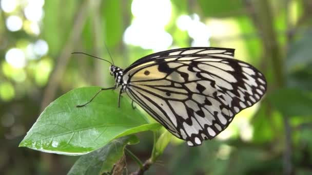 缓慢运动的成年马拉瓦尔树仙女在树叶上休息 它在热带森林中被发现 马拉巴树仙女 Malabar Tree Nymph或Idea Malabarica 是一种大型蝴蝶 — 图库视频影像