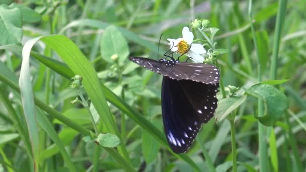 Euploea Tulliolus Corvo Anão Pequeno Corvo Marrom Uma Borboleta Encontrada — Vídeo de Stock