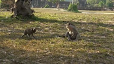 Kamboçya makaklarının yavaş hareket eden ailesi bir Kamboçya tapınağının yakınındaki çimlerin üzerinde oturuyorlar. Bazı maymunlar, Güneydoğu Asya 'nın Siem Reap kentindeki Angkor Wat tapınağında çekilmektedir.