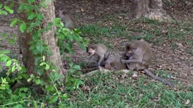 4k, Kamboçyalı makaklar ailesi çimenlerin üzerinde oturmuş küçük maymun çevreyi keşfederken birbirlerinin kurtlarını döküyorlar. Maymun Angkor Wat, Siem Reap, Kamboçya 'da yemek yerken kameraya bakar.
