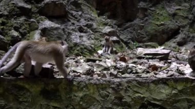 Asyalı maymun Batu Mağara Tapınağı yakınlarındaki kayalık dağ duvarına tırmanıyor. Vahşi Macaca fascicularis aynı zamanda Malezya-Dan 'in doğal arka planına sahip ormandaki uzun kuyruklu maymun olarak da bilinir.