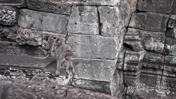 カンボジアの猿の母親とその息子は バイヨン シェムリアップの寺院の暗い石で壁にジャンプします 東南アジアの古い遺跡でマカク 熱帯雨林 Dan — ストック動画