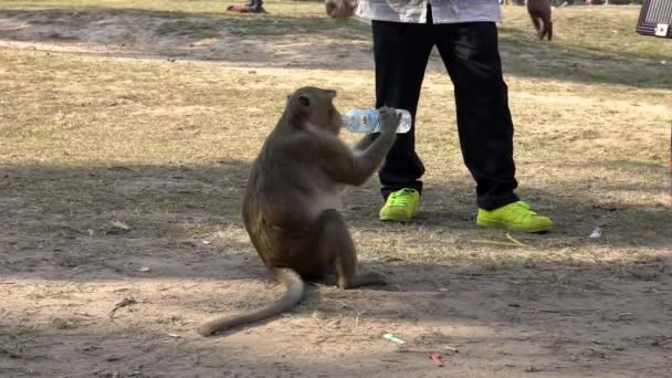 Lento Movimiento Macaco Camboyano Bebiendo Una Botella Agua Mono Bebe — Vídeo de stock