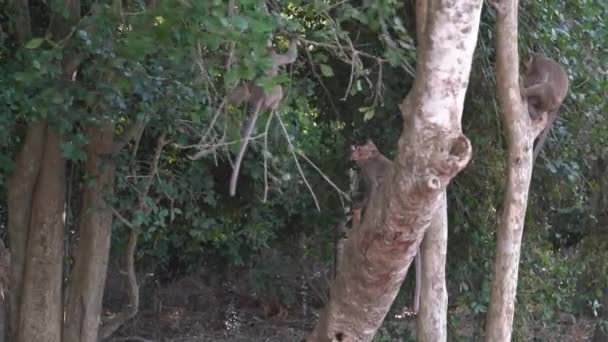 Slow Motion Some Cambodian Monkeys Playing Jumping Tree Branches Surrounded — Stock Video