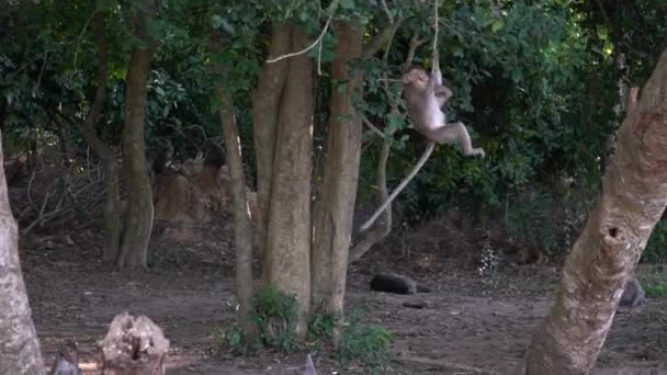 在柬埔寨暹粒的吴哥窟 一群柬埔寨猕猴坐在地上 眼睁睁地看着其中一只猕猴摇曳在树枝上跳到一根木头上 然后坠落到地上 — 图库视频影像