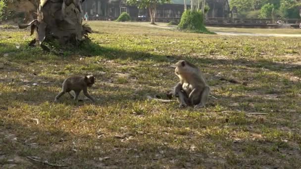 Langzame Familie Van Cambodjaanse Makaken Zittend Het Gras Buurt Van — Stockvideo