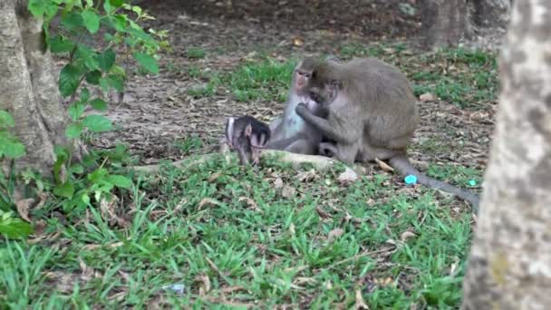 Movimento Lento Uma Família Macacos Cambojanos Sentados Grama Desparasitando Uns — Vídeo de Stock