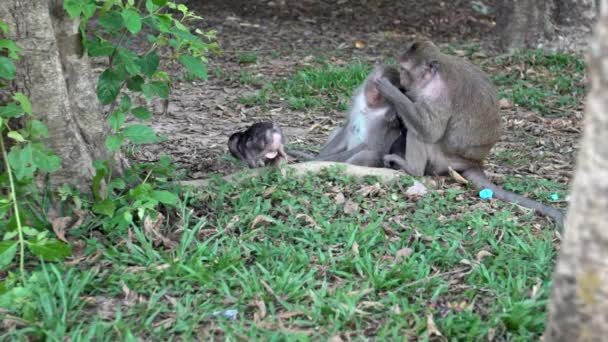 小さな猿が周囲を探索している間 草の中に座っているカンボジアのマカクのスローモーション家族 アンコールワット シェムリアップダンで食事をしながら猿はカメラを見て — ストック動画