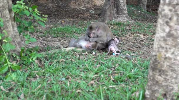Küçük Maymun Çevreyi Keşfederken Kamboçyalı Bir Makak Ailesinin Çimenlerin Üzerinde — Stok video