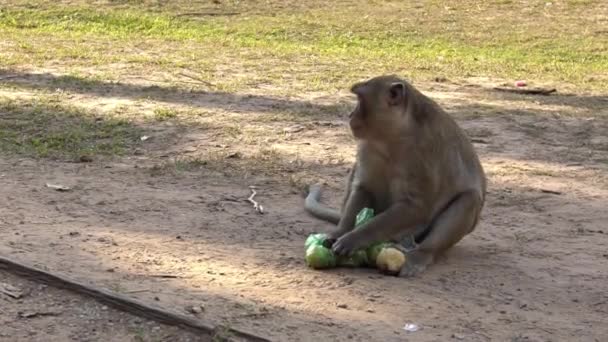 Kambodschanische Makaken Die Früchte Aus Einer Plastiktüte Nehmen Und Dann — Stockvideo