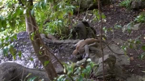 Macaco Asiático Bebendo Água Rio Floresta Perto Templo Das Cavernas — Vídeo de Stock