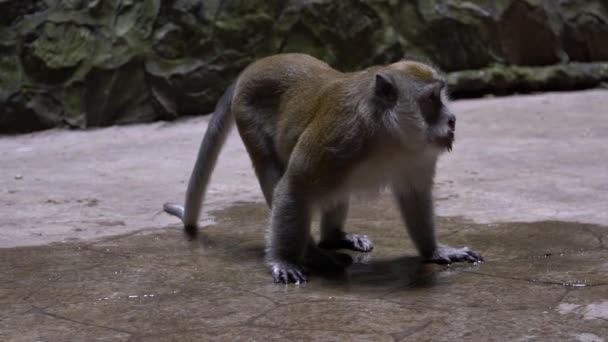 バトゥ洞窟寺院の床の上にアジアの猿の飲料水 マレーシアでは尾の長いマカクとしても知られるカニを食べるマカクの肖像画 クアラルンプールの野生のマカカ ファシズム — ストック動画