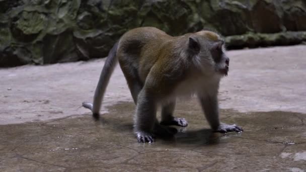 Азиатская Обезьяна Пьет Воду Полу Храме Пещер Бату Портрет Макака — стоковое видео