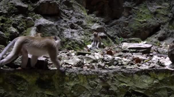 Scimmia Asiatica Arrampicata Parete Montagna Rocciosa Vicino Tempio Batu Caves — Video Stock