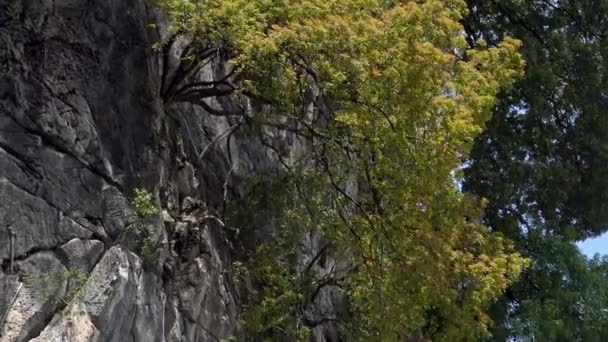 Asiatische Affen Klettern Felswänden Der Nähe Des Tempels Batu Caves — Stockvideo