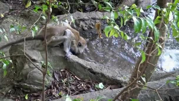 4K, singe asiatique buvant de l'eau de rivière dans la forêt près du temple des grottes de Batu. Un macaque mangeur de crabe également connu sous le nom de macaque à longue queue en Malaisie. Un macaca fasciculaire sauvage avec un fond naturel-Dan 
