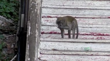 4K, Batu Mağara Tapınağı 'nın merdivenlerinde Asya maymunu. Malezya 'da uzun kuyruklu maymun olarak da bilinen yengeç yiyen bir makakın portreleri. Vahşi Macaca fascicularis-Dan