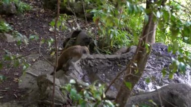 Slow Motion Asyalı maymun Batu Mağaraları yakınlarındaki ormandan su içiyor. Yengeç yiyen makaklar Malezya 'da uzun kuyruklu maymun olarak da bilinir. Vahşi macaca fascicularis ve doğal arka plan Dan.