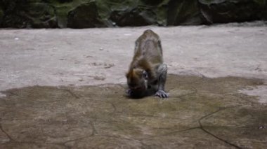 Slow Motion Asyalı maymun Batu Mağara Tapınağı 'nda yerde su içiyor. Malezya 'da uzun kuyruklu makak olarak da bilinen yengeç yiyen bir makakın portresi. Vahşi bir Macaca fascicularis Kuala Lumpur.-Dan