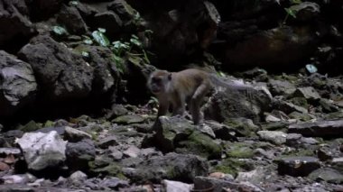 Batu Mağara Tapınağı 'nda Asya maymununun Yavaş Hareketi. Malezya 'da uzun kuyruklu maymun olarak da bilinen yengeç yiyen bir makakın portreleri. Vahşi Macaca fascicularis, doğal bir geçmişi var.