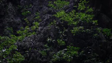 Yavaş hareket eden Asyalı maymun Batu Mağaraları Tapınağı yakınlarındaki kayalık dağın duvarına tırmanıyor. Vahşi Macaca fascicularis aynı zamanda Malezya-Dan 'in doğal arka planına sahip ormandaki uzun kuyruklu maymun olarak da bilinir.