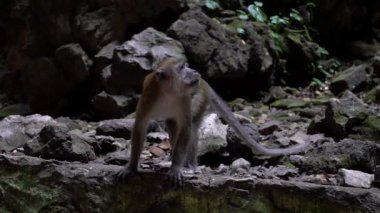 Batu Mağara Tapınağı 'nda Asya maymununun Yavaş Hareketi. Malezya 'da uzun kuyruklu maymun olarak da bilinen yengeç yiyen bir makakın portreleri. Vahşi Macaca fascicularis, doğal bir geçmişi var.