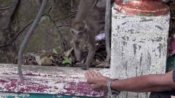 在巴图洞穴的寺庙入口处 4K只亚洲猕猴正在吃印度男人的食物 喂一只有趣的东南亚猴子马来西亚 丹的一种野生金银花食腐动物 — 图库视频影像