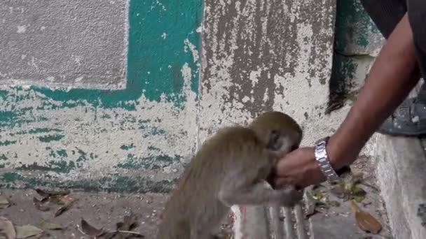 Macaco Macaco Asiático Comendo Comida Mão Homem Indiano Entrada Templo — Vídeo de Stock