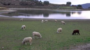 4K, İspanya 'nın Extremadura gölünün yakınındaki otlaklarda eğlenen koyunlar. İspanyol kuzusu kışın tarlada ot yiyor. Tarımsal bir çiftlikte güzel bir çayır.