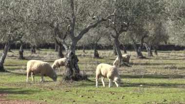 Extremadura, İspanya 'daki zeytin ağaçlarıyla otlaklarda 4K koyunlar. İspanyol Kuzusu çimen yiyor. Kışın güneşli bir günde. - Dan.