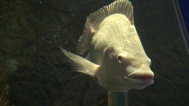 4K balık yüzüyor ve akvaryumdaki kameraya bakıyor.