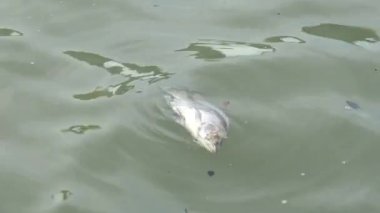 Göl kenarındaki kirli su yüzünden 4 bin balık öldü.