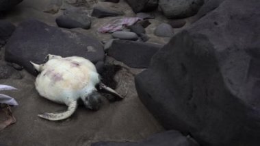 4K Tayvan 'ın Pasifik sahilinde ölü bir deniz kaplumbağası. Okyanustan gelen çöplerin arasında deniz hayvanları. Kirlilik vahşi yaşam için ciddi bir tehdittir.