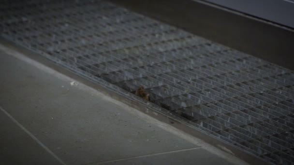 家の中で食べ物を探している家のマウスを4K 産業工場ダンの金属床グリル上のマス キュラス — ストック動画