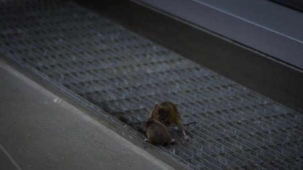 Zeitlupe Zweier Mäuse Die Einem Haus Nach Nahrung Suchen Slowmo — Stockvideo