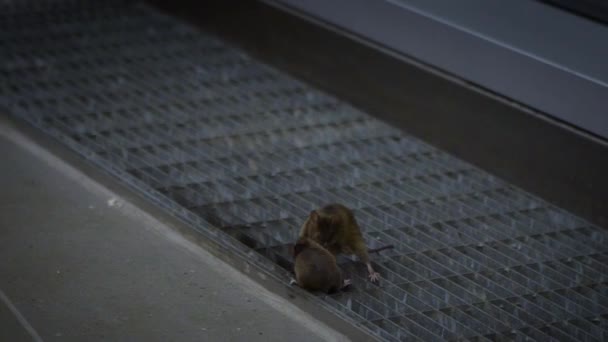 Rallentatore Due Topi Che Cercano Cibo Una Casa Slowmo Mus — Video Stock