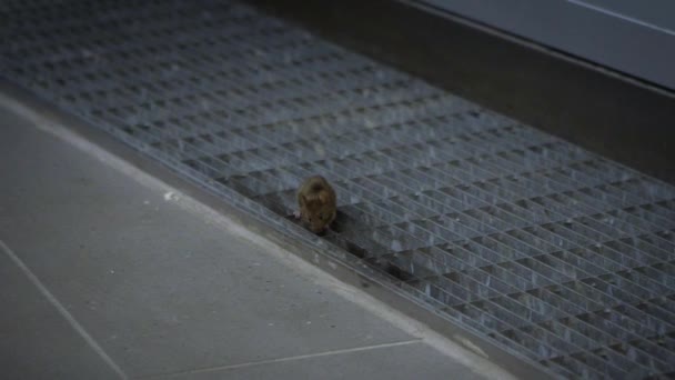 Zeitlupe Schleicht Die Hausmaus Auf Dem Metallenen Fußbodengitter Einer Fabrik — Stockvideo