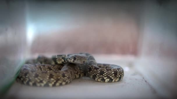 Slow Motion Smooth Snake Coiled Take Out Tongue Glass Box — Stock Video