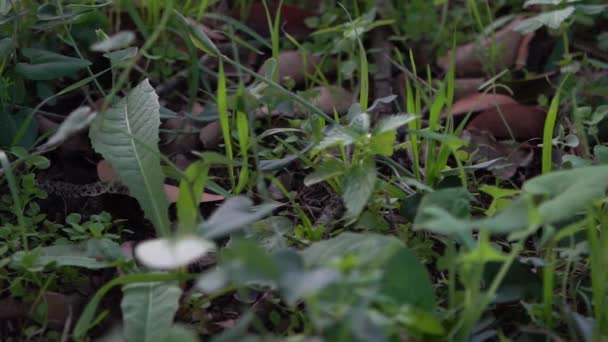 풀밭에서 미끄러지는 부드러운 움직임 코로나 오스트 Coronella Austria 유럽에서 발견되는 — 비디오