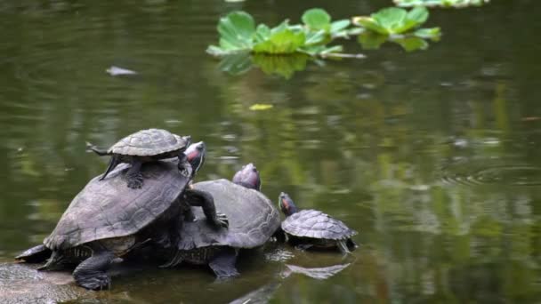Slow Motion Group Red Eared Slider Turtle River Trachemys Scripta — Stock Video