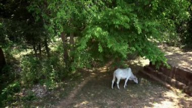 4k, Kamboçya 'daki Angkor, Siem Reap' teki Doğu Mebon Tapınağı 'nda yiyecek arayan ve ot yiyen birkaç beyaz inek. Kamboçya yağmur ormanlarında otların arasında beslenen bir inek sürüsü.